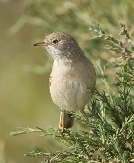 Images Dated 30th March 2012: Spectacled Warbler - female - March