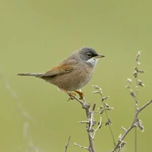Images Dated 31st March 2012: Spectacled Warbler - male - March