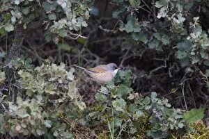 Images Dated 7th April 2008: Spectacled Warbler Ronda Spain April