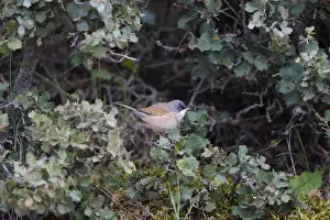 Spectacled Warbler Ronda Spain April
