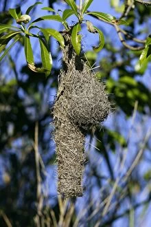 Spectacled Weaver s nest