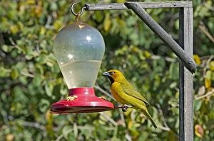Images Dated 21st July 2011: Spectacled Weaver - visiting sugar feeder intended