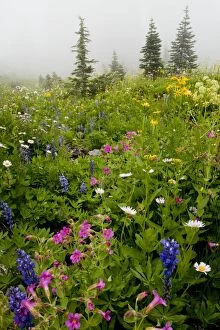 Spectacular alpine flowers including Purple Monkeyflower