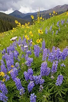 Images Dated 26th July 2009: Spectacular display of summer mountain flowers