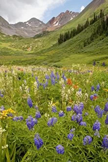 Images Dated 27th July 2009: Spectacular mass of alpine flowers