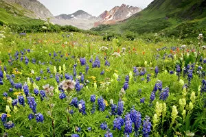 Mass Collection: Spectacular mass of alpine flowers including lupines, paintbrushes etc. in Rustler's Gulch