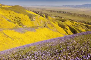 Spectacular masses of spring wildflowers, mainly Hillside Daisy and Phacelia, covering the slopes of The Temblor Range, Carrizo Plain, California