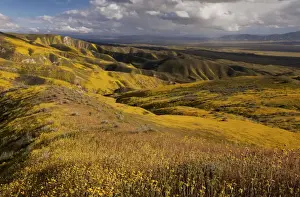 Spectacular masses of spring wildflowers, mainly Hillside Daisy and Phacelia, covering the slopes of The Temblor Range, Carrizo Plain, California