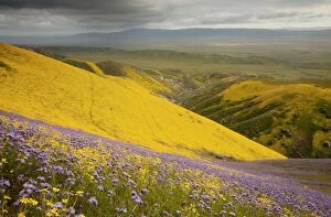 Spectacular masses of spring wildflowers, mainly Hillside Daisy and Phacelia, covering the slopes of The Temblor Range