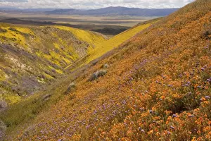 Spectacular masses of wildflowers, especially San Joaquin blazing star Mentzelia pectinata covering the slopes of The Temblor Range, Carrizo Plain, California