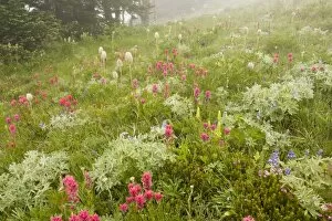 Images Dated 30th July 2008: Spectacular mountain meadow in the mist, with Magenta Paintbrush, bracted lousewort etc
