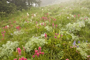 Images Dated 30th July 2008: Spectacular mountain meadow in the mist, with Magenta Paintbrush, bracted lousewort etc
