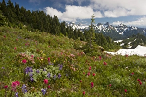 Images Dated 30th July 2008: Spectacular mountain meadows with lupines, Magenta Paintbrush, red heather etc