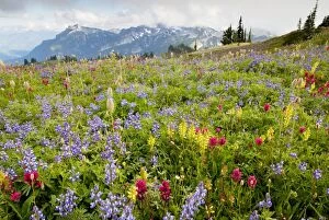 Spectacular summer alpine flowers including Paintbrush