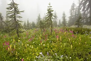 Protected Area Prints: Spectacular summer alpine flowers including Magenta Paintbrush Castilleja parviflora