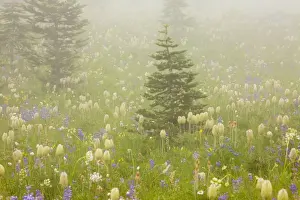 Protected Area Prints: Spectacular summer alpine flowers including the seed heads of Western Pasque Flowers ( Old Man of the Mountain)