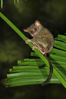 Images Dated 17th November 2008: Spectral Tarsier - Tangkoko Nature Reserve - North Sulawesi - Indonesia
