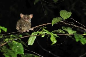 Images Dated 17th November 2008: Spectral Tarsier - Tangkoko Nature Reserve - North Sulawesi - Indonesia