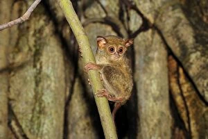 Images Dated 18th November 2008: Spectral Tarsier - Tangkoko Nature Reserve - North Sulawesi - Indonesia