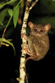 Sulawesi Prints: Spectral Tarsier - Tangkoko Nature Reserve - North Sulawesi - Indonesia
