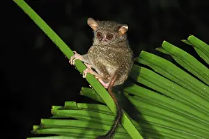 World Wildlife Prints: Spectral Tarsier - Tangkoko Nature Reserve - North Sulawesi - Indonesia