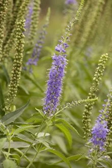Images Dated 4th August 2006: A speedwell (Veronica longifolia); garden