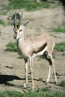 Antelopes Prints: Speke's Gazelle