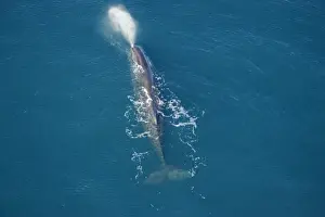 Breathing Prints: Sperm whale - aerial view of an adult male. Off Kaikoura - South Island - New Zealand