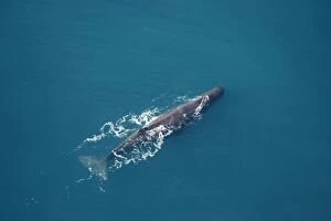 Sperm whale - aerial view of an adult male