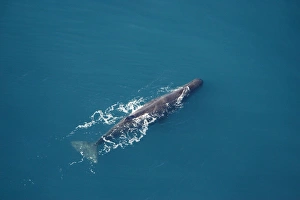 Sperm whale