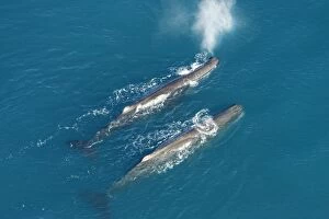 Sperm whale - aerial view of two adult males