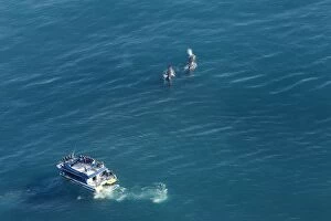 Approaching Gallery: Sperm whale - aerial of whale watching vessel approaching