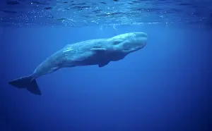 Azores Prints: Sperm whale Azore Islands (Portugal), North Atlantic Ocean