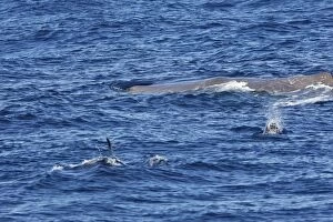 Images Dated 2nd July 2007: Sperm Whale with Bottlenose Dolphin (Tursiops truncatus) in foreground