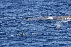 Strait Of Gilbraltar Prints: Sperm Whale with Bottlenose Dolphin (Tursiops truncatus) in foreground