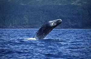 Sperm Whale - breaching