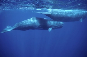 Sperm whale - Adult and young