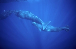 Sperm whale - Adult and young