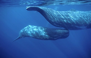 Sperm whale - Adult and young