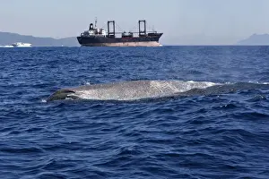 Ships Prints: Sperm Whale - with cargo ship in background. The Strait of Gibraltar - Spain