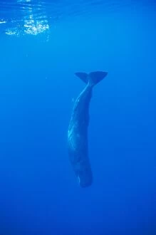 Images Dated 28th July 2005: Sperm Whale - diving Azores