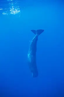Azores Prints: Sperm Whale - diving Azores