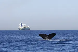Human Encroachment Prints: Sperm Whale - diving with cargo ship in background. The Strait of Gibraltar - Spain