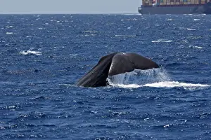 Sperm Whale - diving with cargo ship in background. The Strait of Gibraltar - Spain