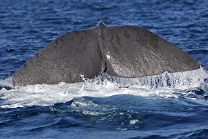 Images Dated 27th June 2007: Sperm Whale - diving. The Strait of Gibraltar - Spain