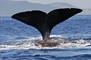 Sperm Whale - diving. The Strait of Gibraltar - Spain