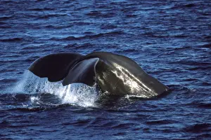 Cetaceans Prints: Sperm whale - flukes Photographed in the Gulf of California (Sea of Cortez), Mexico