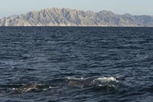 Toothed Whale Collection: Sperm Whale - mother and calf - Sea of Cortez - Baja California - Mexico