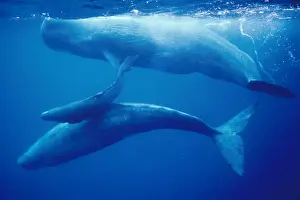 Azores Prints: Sperm Whale - mother, daughter & new calf
