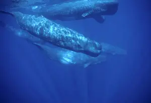 Sperm whale Near the Azores Islands (Portugal). North Atlantic Ocean